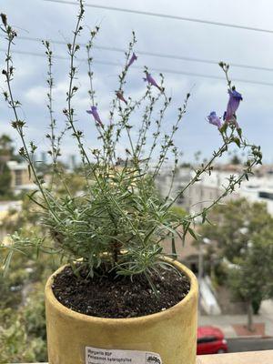 Penstemon