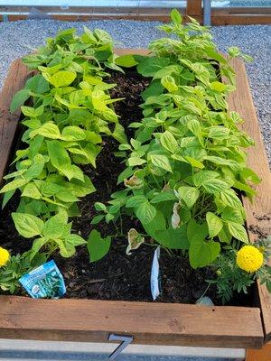 Northlake Village provides a Community Garden for our guest