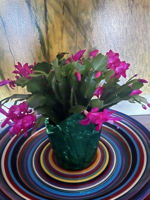 Purchased this beautiful Christmas Cactus for $14.99