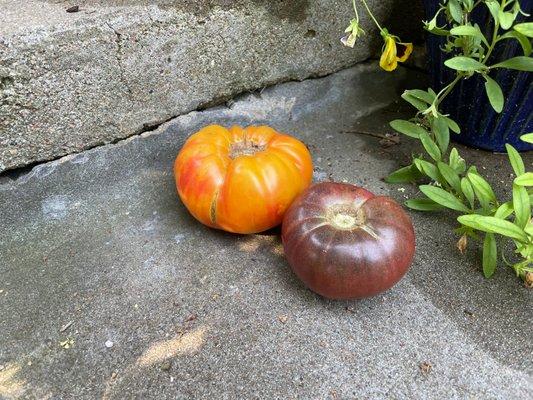 Heirloom tomatoes