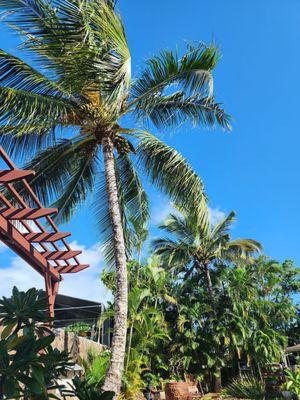 Jose with Trees of Aloha up my 40' Coconut tree