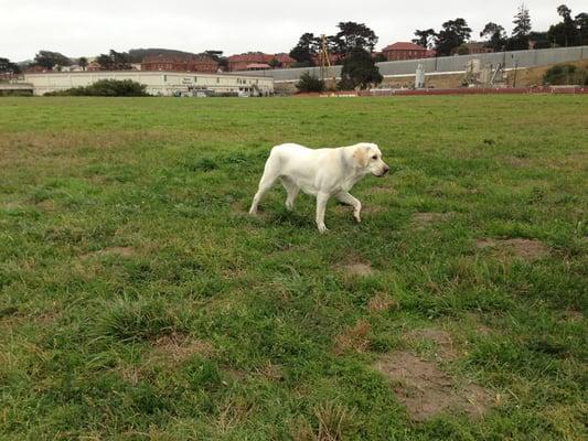 Our dog Addie out on Crissy Field.