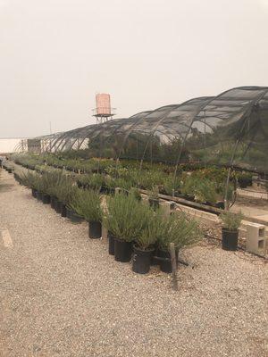 Desert Trees nursery