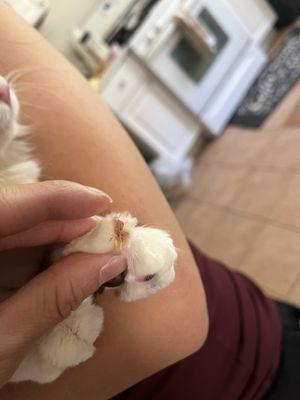 Injured cat paw. Over trimmed claws