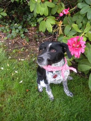 Holi Day in the back yard after a bath appointment.