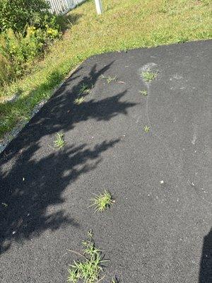 grass growing through payment that is less than 6 months old