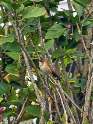 Hummingbird enjoying the flowers in the seating area.