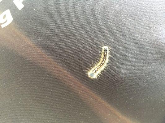 Caterpillar