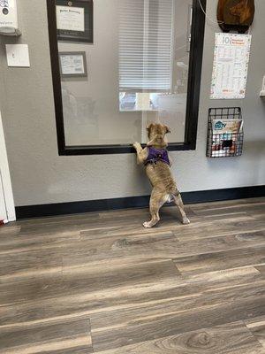 Potato patiently waiting for her check up!