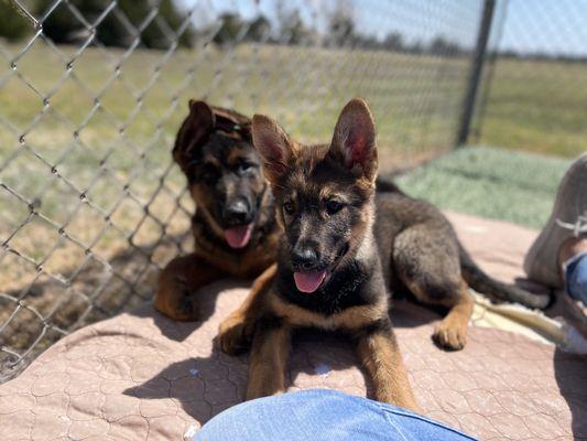 Finn and Greta hanging out.