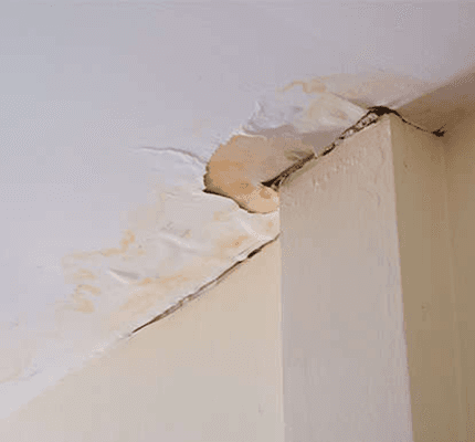 Mold Damage Claim