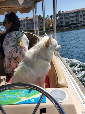 Our dog on an electric boat rented from a real business that accepts well-behaved dogs. The Electric Boat Co is a bunch of  s