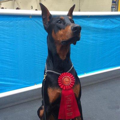 Jax with one of his second place ribbons.