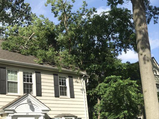 Tree limb through roof.