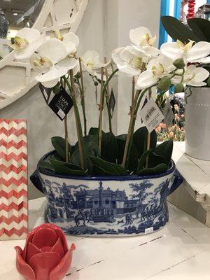 Blue and white foot baths. Gorgeous Orchids