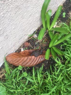 Dog feces left in the yard