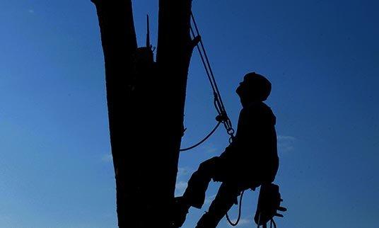 Tree Trimming Services by Certified Arborists - Arbortek Trees