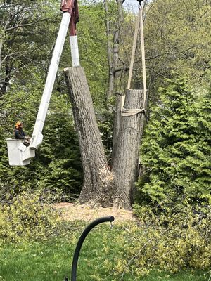 Dangerous split tree heading towards 3 houses. Call Carney Tree Services. Fast, reliable and then a thorough cleanup. Great work.