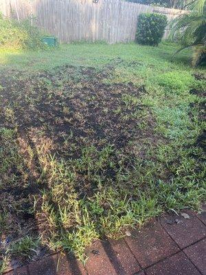 This is now what my yard looks like due to having to add topsoil due to all of my Saint Augustine burnt