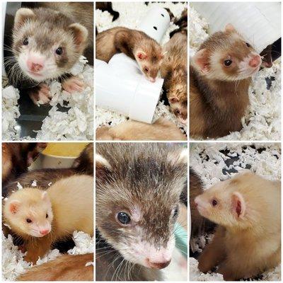 Baby Marshall's Ferrets!