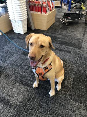 The Container Store is dog friendly!