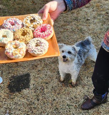 chester copperpot's gotcha day donuts