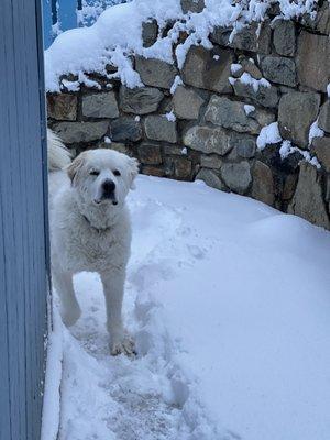 Shirley's Valley Grooming