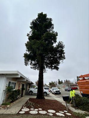 Tree canopy lifted, shape thinned and rounded out.