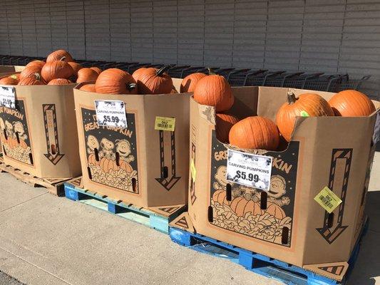 Pumpkins galore!