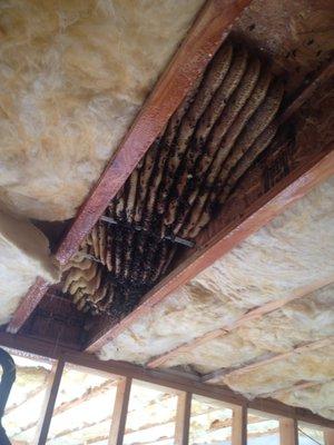 Massive Bee Hive inside wall - Rio Rico