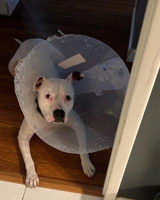 Casper hates the cone (as u can see) but baby boy was doing so much better post op day 4.