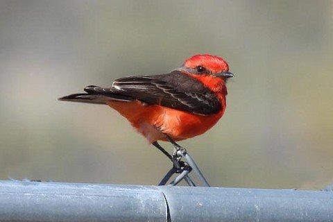 Vermillion Flycatcher - a resident of the park. Picture by Cory Shaw.