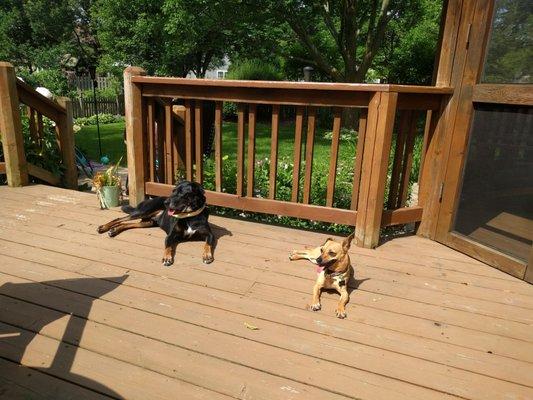 Happy dogs after their baths!