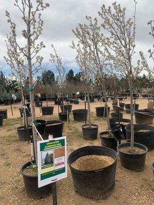 The Tree Farm Nursery & Garden Center