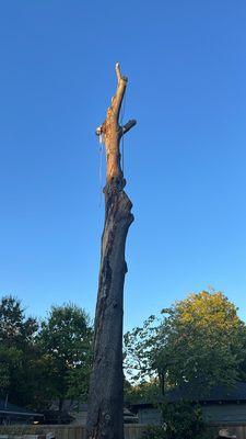 Large red oak removal