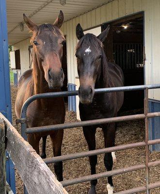 Our young Colts