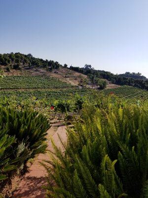 Altipiano Vineyard and WInery