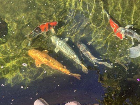 It is difficult to tell from the photo but the big yellow fish weighs over 10 pounds.