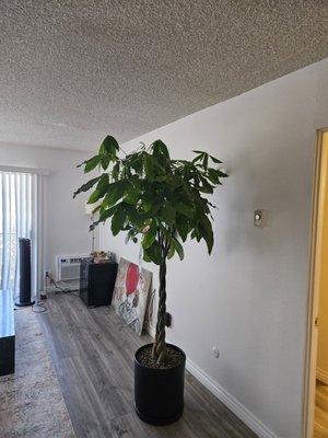 Money Tree Plant