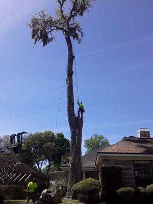 Comptons  Tree Service