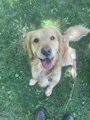 A happy dog immediately after her vet visit