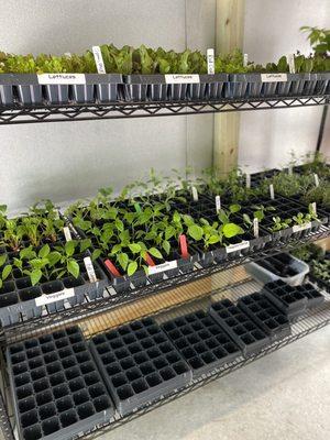 Snag some seedlings to start your own garden!