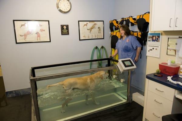 Underwater treadmill.  Physical Rehabilitation