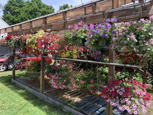 Huge flower baskets