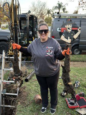 Sewer main roots in the main line, causing stoppage due to a hard blockage