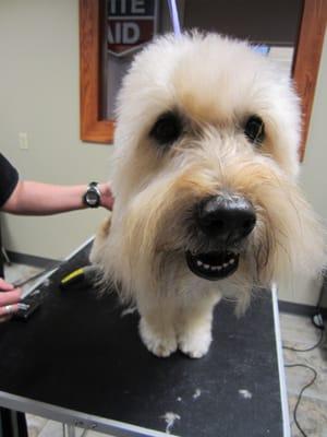 Offering Dog Grooming Services Monday - Friday