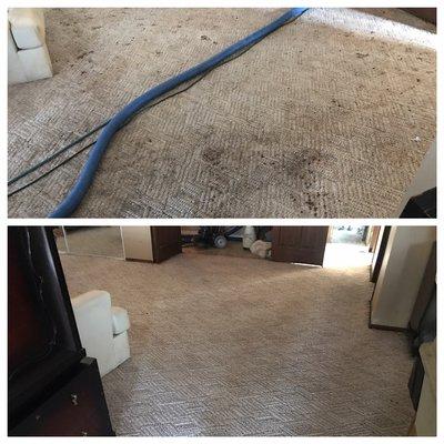 11 puppies and 2 months did a number on this 20 year old carpet and we made it look good as new!