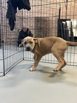 Jared, Terrier / American Pit Bull Mix from Wright Way Rescue in Morton Grove, IL