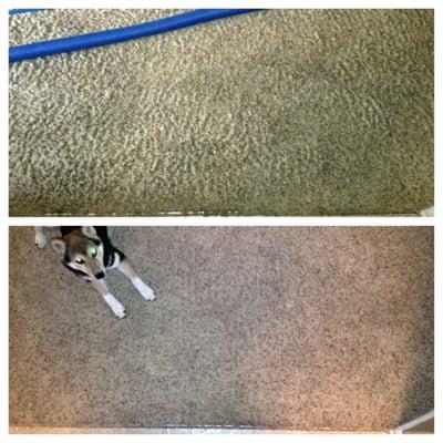 Before and after! No pre-treatment. I just wanted a quick simple clean sanitized carpet.