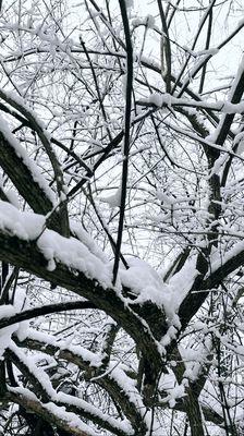 Palos Forest Preserves